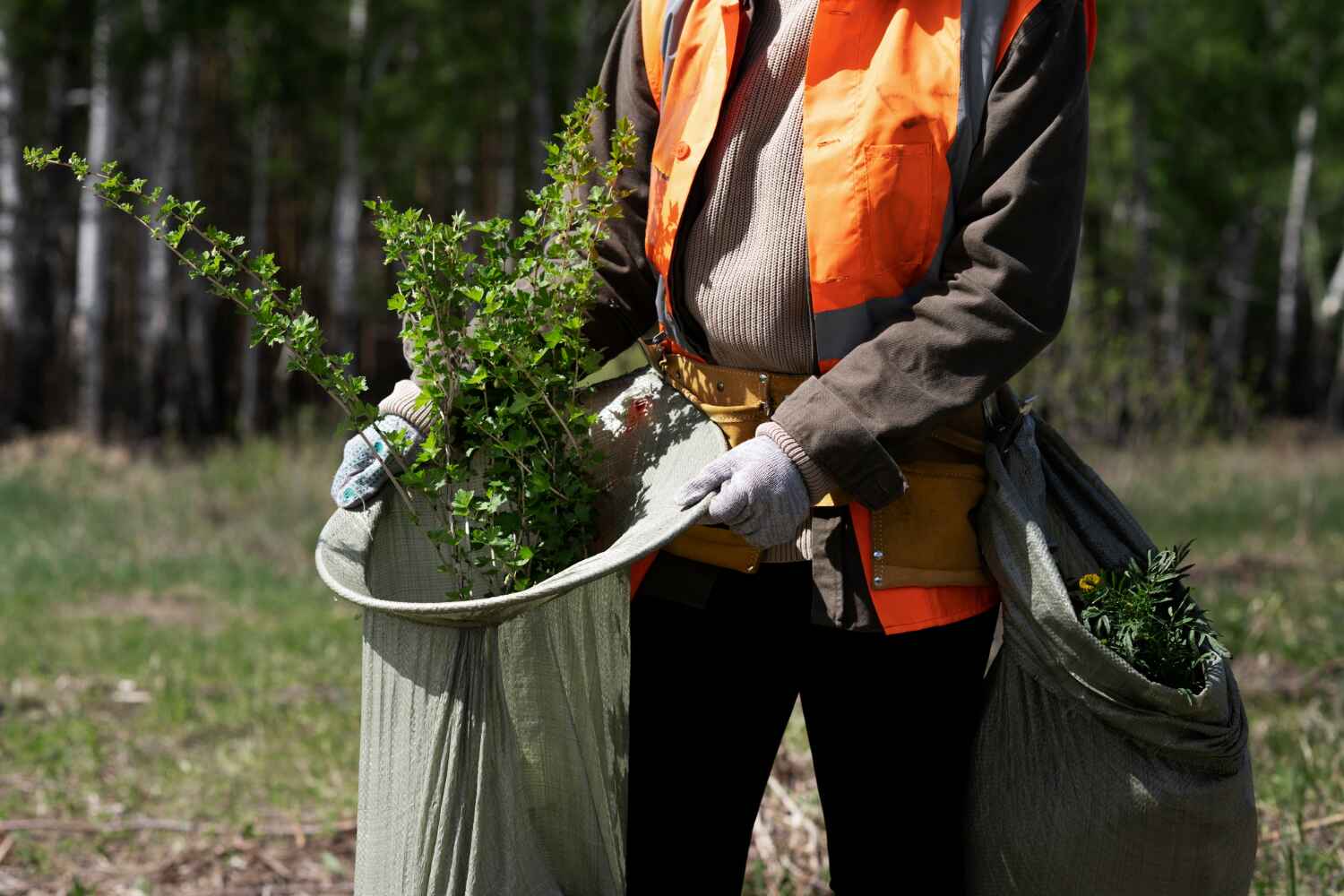 The Steps Involved in Our Tree Care Process in Woodlawn Beach, FL